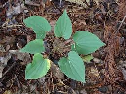 5 Bare Root Wild Yam Plants, Perennial Vine, Dioscorea villosa, Organic Wildflower Bulbs for Gardens