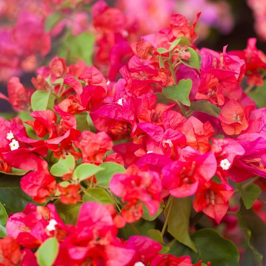 Organic Pink Orange Afterglow Bougainvillea Cuttings (12) - Rare Cerise Pink Red Blooms, Fast Growing, Drought Resistant, Root Guaranteed