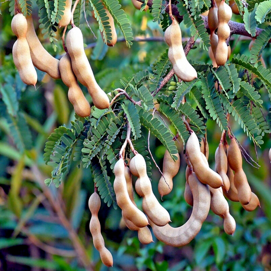 5 Tamarind Tree Seeds (Tamarindus indica) – Tropical Fruit Tree, Bonsai Potential, 80ft Mature Height