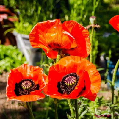 500 Seeds Oriental Poppy ‘Prince of Orange’ – Papaver orientale – Non-GMO Perennial Red-Orange Blooms for Pollinators & Cut Flowers