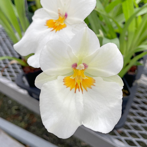 Milt Golden Snow 'White Light' Orchid Plant | Live Seedling in 3" Pot | Sub-Tropical | Indoor & Outdoor | Elegant White Blooms
