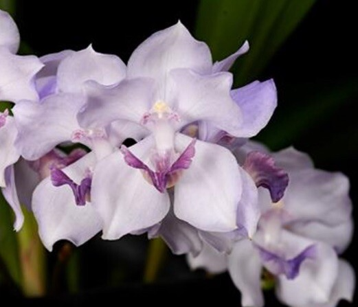 Acacallis Cyanea Orchid Seedling | Fragrant Lavender Flowers | Rare Orchid Species | Live Starter Plant in Pot