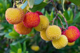 10 Strawberry Tree Seeds (Arbutus unedo) – Edible Red Berries, Four-Season Evergreen, USDA Zones 8-11, Compact Ornamental Shrub