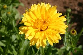 Calendula Pacific Beauty Yellow Dark Seeds – 300mg (~100 Seeds), Golden Blooms, Pollinator Friendly, Annual Garden Flower, Easy to Grow