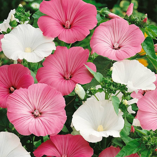 250mg Dwarf Rose Mallow Mix Seeds, Hibiscus moscheutos, Compact Perennial with Vibrant Mixed Blooms