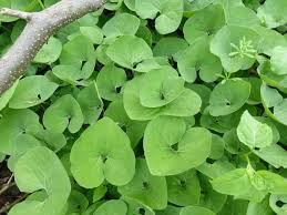 100 mg Seeds Wild Ginger (Asarum canadense) for Planting | Native Ground Cover Herb for Shady Gardens and Landscaping