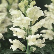 Antirrhinum majus Liberty White Snapdragon Seeds – 1000+ Pure White Blooms for Garden & Cut Flowers