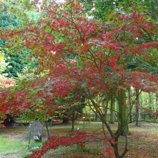 Acer grosseri var. hersii Seeds – Rare Snakebark Maple Tree – Striped Bark Fall Foliage Ornamental Tree or Bonsai ,Cold Hardy Landscape Tree