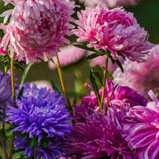 200 Seeds Aster Peony Duchess, Mixed Colors, Non-GMO, Aster x hybrida, Vibrant Garden Blooms, Easy to Grow