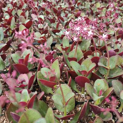 Crassula streyi 'Pondo Cliff' Cutting with 4" Pot & Soil - Succulent Plant, Unique Foliage