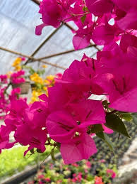 Bougainvillea Fuchsia Pink – 7 Live 6" Unrooted Cuttings, Vibrant Flowering Vine for Garden