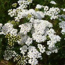 500 Seeds White Yarrow, Achillea Millefolium, Hardy Perennial Wildflower for Pollinator Gardens