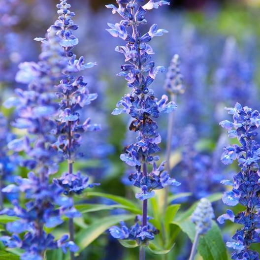 200 Seeds HYSSOP officinalis Perennial Hummingbird Plant Non-GMO, Aromatic Herb, Attracts Pollinators, Drought-Tolerant Garden Plant