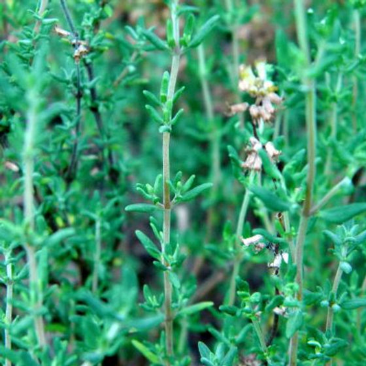 1100 Seeds Thyme (Thymus vulgaris) – Culinary Herb for Cooking, Seasoning, and Pollinator-Friendly Gardens