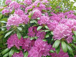 50 Cali Pink Azalea Seeds (Rhododendron macrophyllum) Flowering Shrub, Bush, Tree – Beautiful Pink Blooms, Hardy Garden Plant