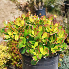 Crassula Ovata - Jade Plant | 2 Healthy Cuttings (3-5") | Easy-to-Grow Succulent for Indoor & Outdoor Decor