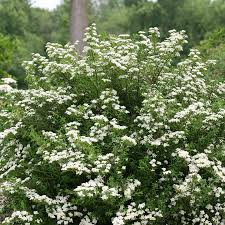 10 White Wedding Cake Spirea Unrooted Cuttings (Spiraea prunifolia) - 6-8 Inches, Ornamental Shrub, Hardy, Ideal for Landscaping & Gardens