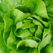 1000 White Boston Buttercrunch Lettuce Seeds – Lactuca sativa – Heirloom, Tender & Buttery, Heat-Tolerant