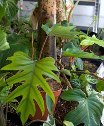 1 Philodendron Mayoi - Aroid Well-Rooted Live Plant in 4" Pot - Tropical Indoor Houseplant, Easy-Care