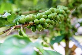 10 DWARF Arabica Coffee Plant Seeds (Coffea catura), Indoor Coffee Bean Tree, Grow Your Own Coffee, Compact Size, Perfect for Home Gardening