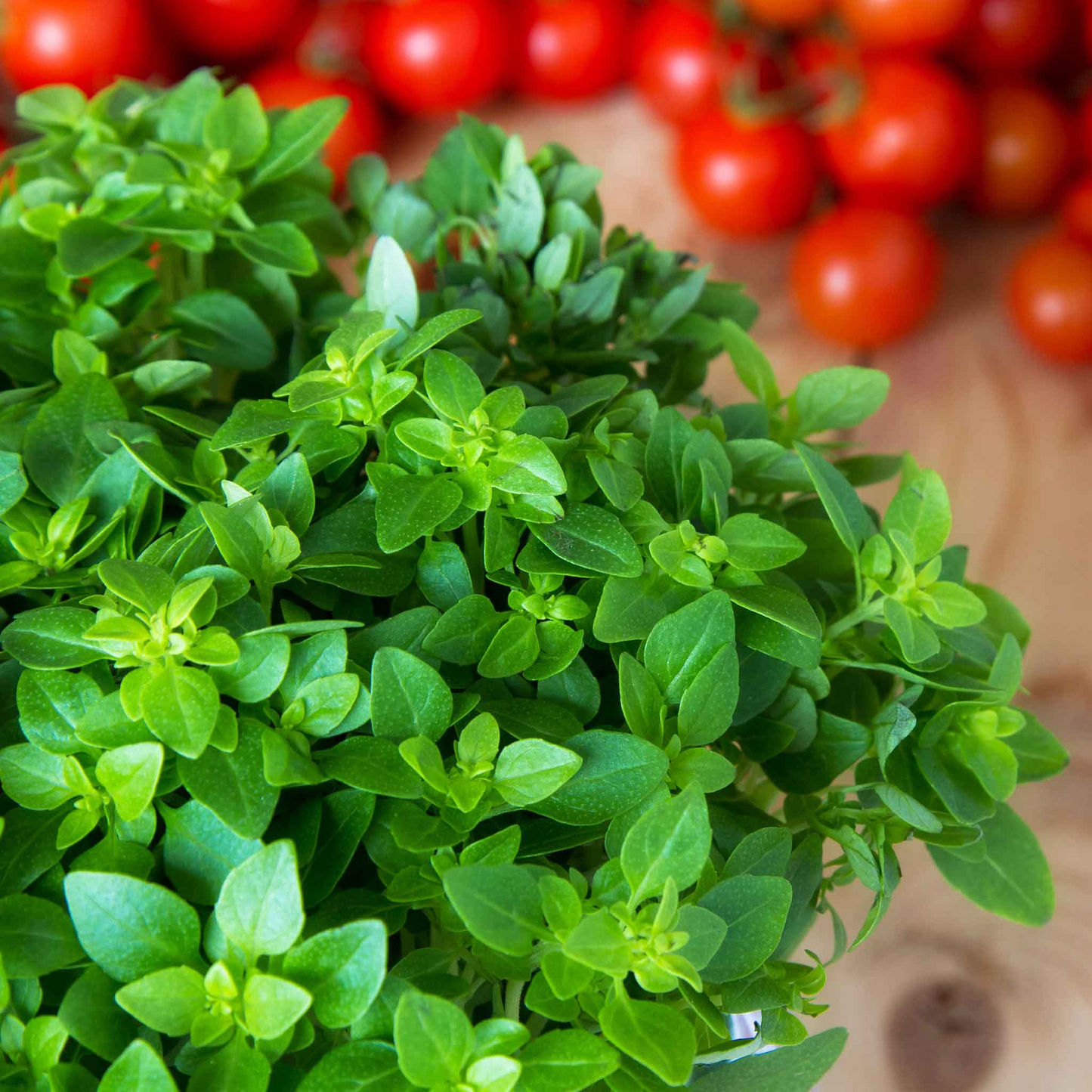 100 Italian Oregano Seeds for Planting - Origanum x majoricum - Aromatic Herb for Cooking, Mediterranean Dishes, Kitchen & Herb Gardens