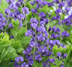 50 Seeds BAPTISIA Wild Indigo, Blue Flowers, Butterfly Host Plant, Perennial, Non-GMO, Native Plant, Perfect for Pollinator Gardens