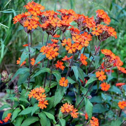 100 Seeds Arkwright's Campion Vesuvius - Non-GMO Perennial, Hummingbird-Friendly, Beautiful Red Blooms, Ideal for Gardens