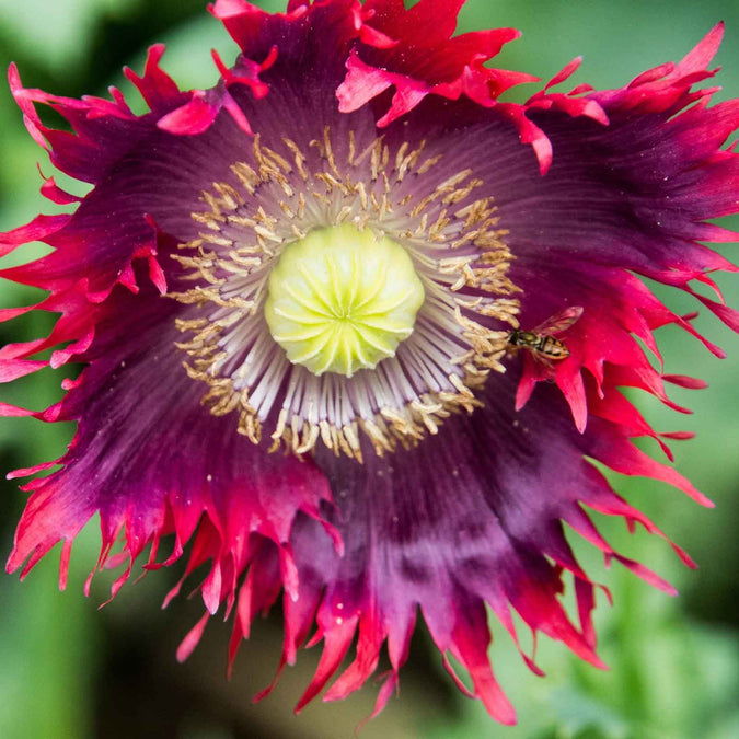1000 Seeds Poppy DRAMA QUEEN Breadseed Red Purple Flowers, Frilled Edges, Non-GMO, Stunning Ornamental, Edible, Garden & Flower Bed Plant