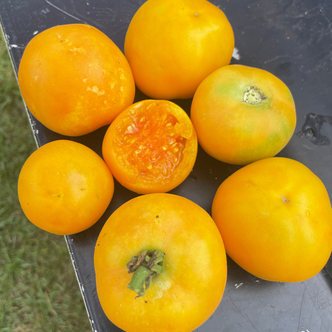 30 Garden Peach Tomato Seeds – Solanum lycopersicum – Heirloom, Sweet & Juicy, Peach-Like Skin, High-Yielding