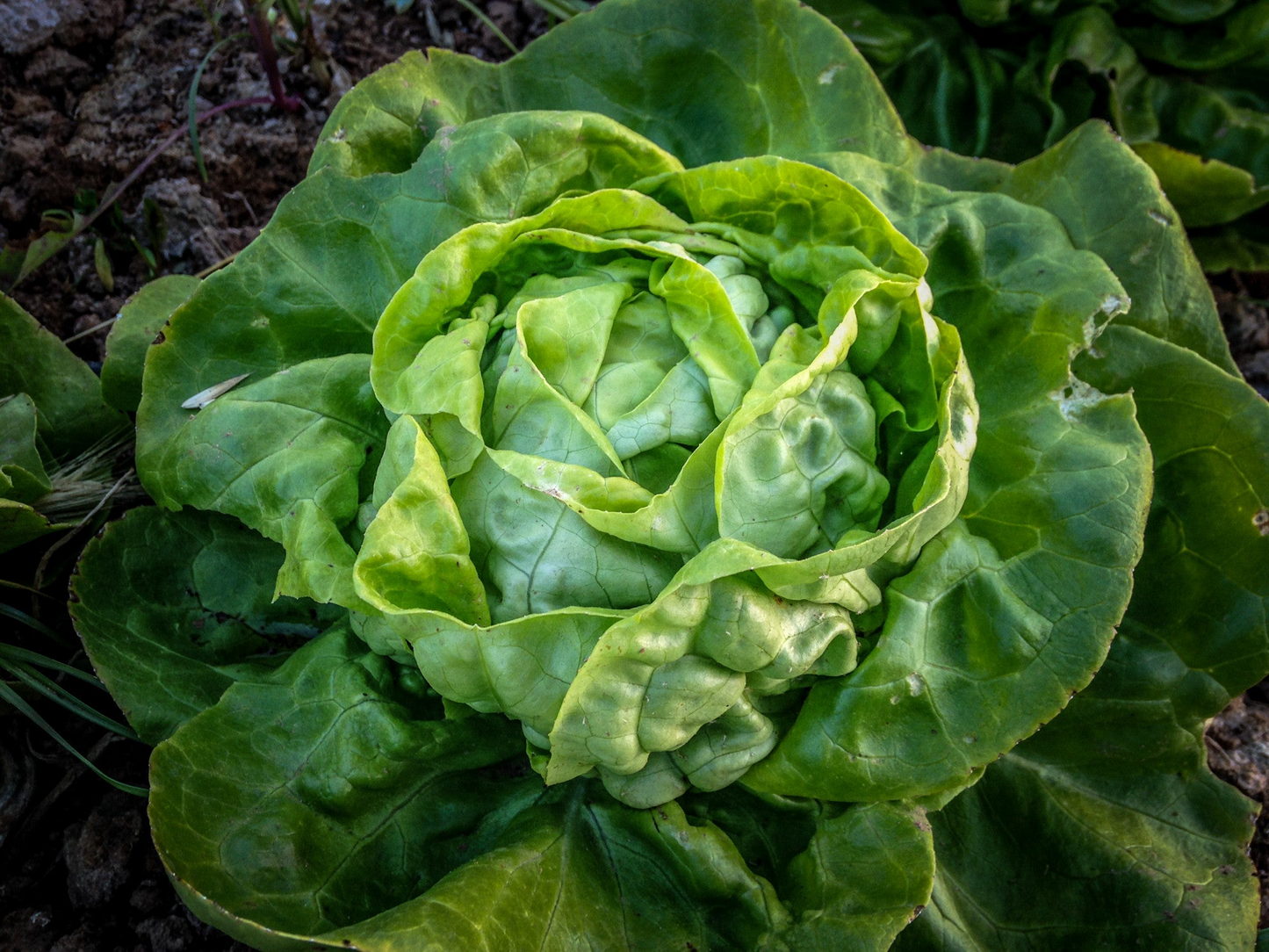 1g Buttercrunch Butterhead Lettuce Seeds Lactuca sativa | Heirloom, Non-GMO, Sweet, Crisp, Tender Leaves, Easy to Grow Salad Green