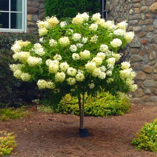 8 Unroot Cuttings Hydrangea Limelight Super Rare Paniculata | Fresh For Rooting or Grafting, Clone Your Flower Perennial Trees