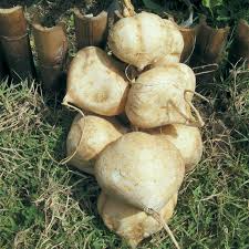 5 Seeds True Jicama | Pachyrhizus erosus | Heirloom, Non-GMO Root Vegetable | Crisp & Nutritious