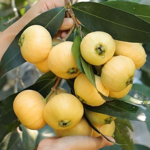 Golden Rose Apple (Syzygium jambos) – Live Rooted Plant, 4”+ Tall, Tropical Fruit Tree
