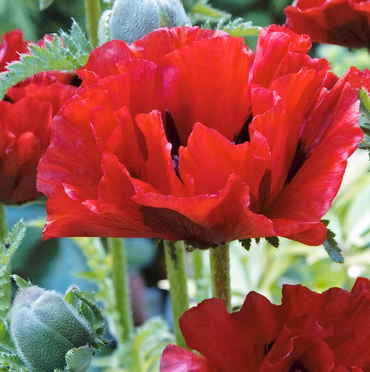 1000 Seeds Poppy Red Oriental Perennial - Scarlet Large Flowers, Non-GMO, Stunning Blooms, Ideal for Gardens Landscapes (Papaver orientale)