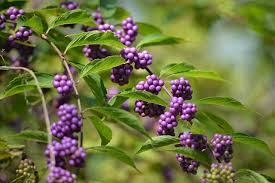 Callicarpa americana Seeds – American Beautyberry Shrub – Ornamental Native Plant with Bright Purple Berries, Wildlife Garden Favorite