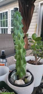 3" Ish Boobie Cactus Starter Plant - Unique Live Cactus Cutting - Add Heatpack/Insulation for Cold Weather