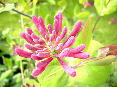 20 Pink Honeysuckle Seeds (L. hispidula) | Flowering Vine, Climbing Flower Shrub - Sweet-Scented, Fast-Growing, Pollinator-Friendly