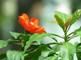 Pereskia lychnidiflora - Rare Wax Rose Cactus Starter Plant (4") | Rooted Cutting | Unique Leafy Cactus, Loves Water