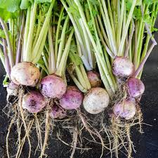 1000 mg Purple Top White Globe Turnip Seeds - Brassica rapa | Heirloom Vegetable for Planting, Gardening & Fresh Root Harvest