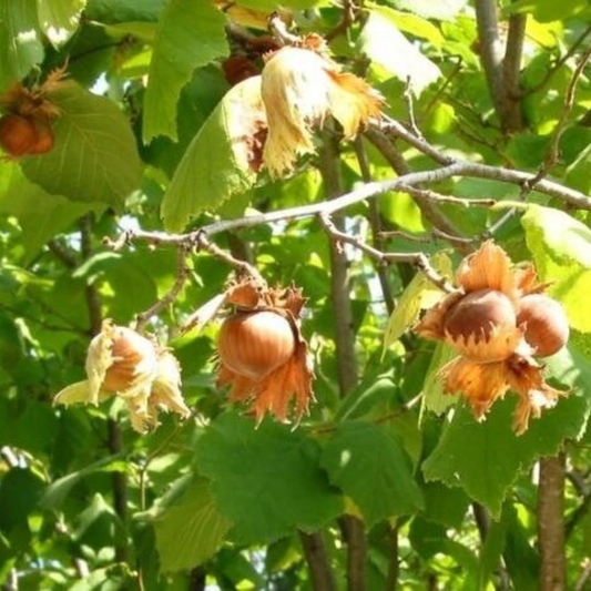 2 Bare Root American Hazelnut Trees, 6-12" Tall, Live Trees, Ready to Plant