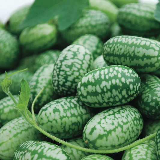 Mexican Sour Gherkin Seeds | Cucamelon | Mouse Melon | Tangy & Sweet | Non-GMO | Perfect for Snacks, Salads & Pickling