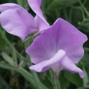50+ Nice Sweet Pea Seeds – Fragrant Bi-Color Pink & Lavender Blooms for Garden Planting, Climbing Vines for Trellises – USA