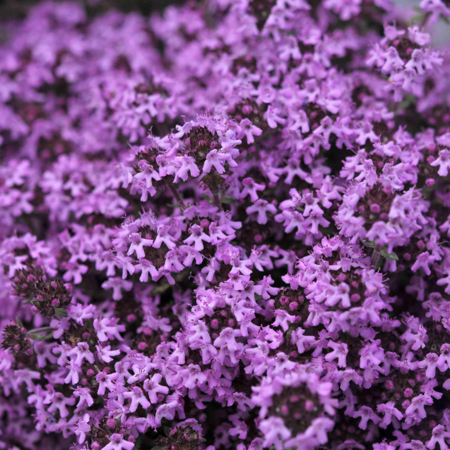 500 Creeping Thyme PURPLE Seeds - Fragrant Groundcover Perennial, Non-GMO, Aromatic Flowers, Ideal for Lawns & Gardens - Thymus serpyllum
