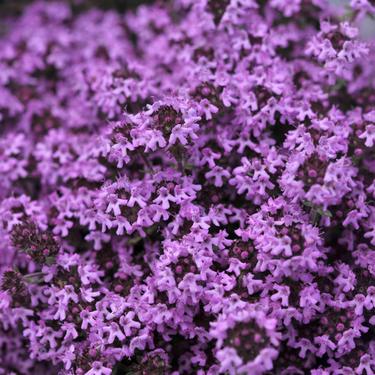500 Creeping Thyme PURPLE Seeds - Fragrant Groundcover Perennial, Non-GMO, Aromatic Flowers, Ideal for Lawns & Gardens - Thymus serpyllum