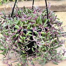 4 Othonna Capensis Cuttings - Ruby Necklace Succulent - 4-6” Long, Hanging Plant, Perfect for Containers