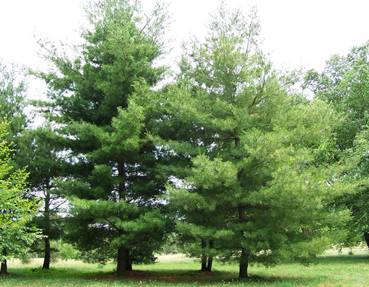 10 Pine Tree Seedlings 3"-6" Tall, Bare Root, Fast-Growing Wild Pines for Landscaping