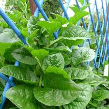 Malabar Spinach Green Vine Seeds – 500mg for Planting, Heat-Tolerant, Fast Growing, Climbing Green, High Yield, Great for Garden & Trellis