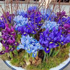 Iris Reticulata Mix Bulbs - Purple & Blue Dwarf Iris, 4-6" Tall, Early Spring Blooms, Hardy Zones 4-9, Perfect for Borders and Naturalizing