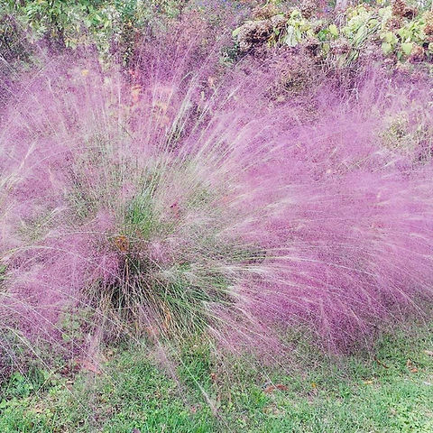 500 Purple Love Grass Seeds (Eragrostis spectabilis) | Ornamental Flowering Lovegrass, Hardy, Beautiful Purple Blooms for Gardens
