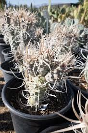 7 Tephrocactus Weberii Rooted Cuttings - White Thorns Cactus - Rare Collector’s Specimen